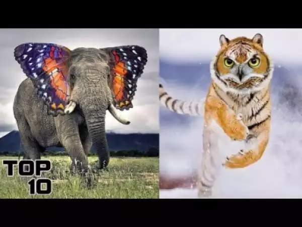 Video: Top 10 Animals Created By Science